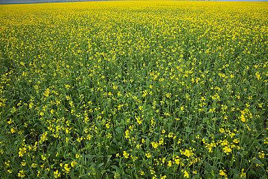 《瘟疫传说》第三部游戏疑似在开发中